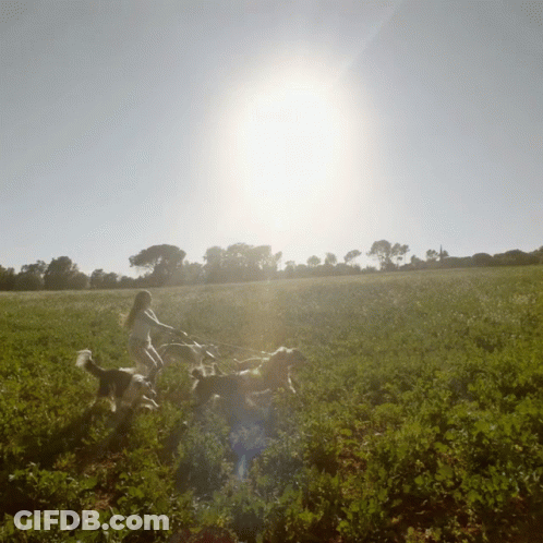 A Woman Walking Dogs In A Field With The Sun Shining Through The Trees GIF