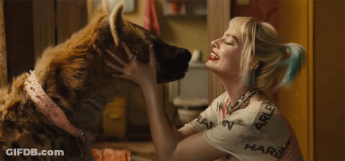 A Woman Wearing A Harley Quinn Shirt Is Kissing A Hyena GIF