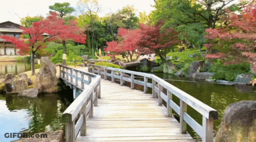 A Wooden Bridge Over A Body Of Water With Red Leaves On The Trees GIF