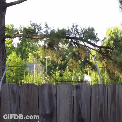 A Wooden Fence Is Surrounded By Trees And A House GIF