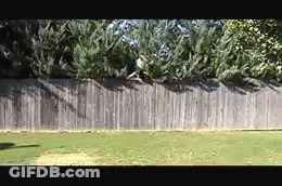 A Wooden Fence Is Surrounded By Trees In A Backyard GIF