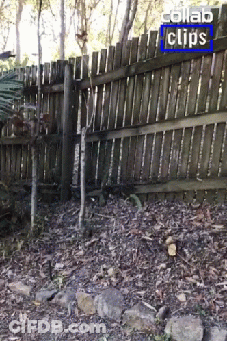 A Wooden Fence With The Words Collab Clips On The Top GIF