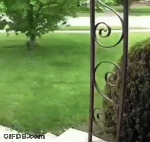 A Wrought Iron Fence Is Open To A Lush Green Yard . GIF