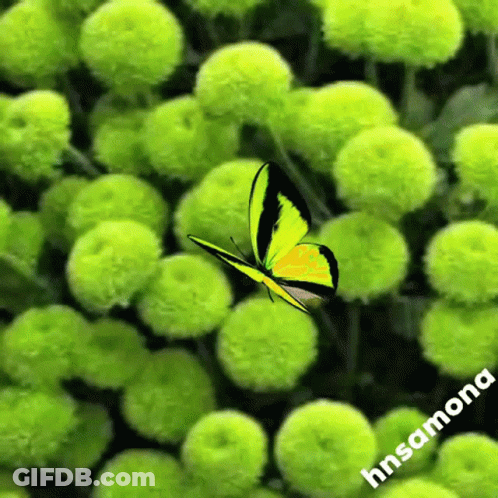 A Yellow And Black Butterfly Is Flying Over Green Flowers GIF
