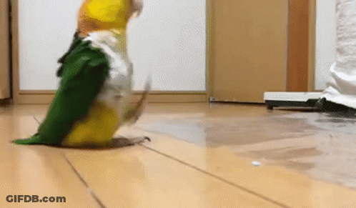 A Yellow And Green Parrot Is Sitting On A Wooden Floor . GIF