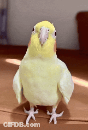 A Yellow And White Bird Standing On A Wooden Floor Looking At The Camera GIF