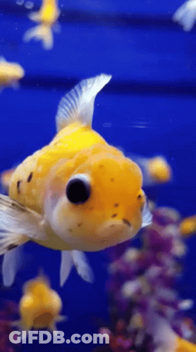 A Yellow And White Fish With Big Eyes Is Swimming In A Tank GIF