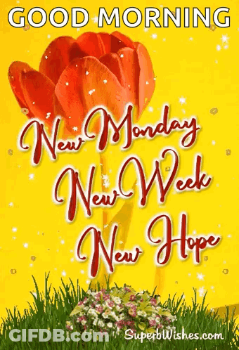 A Yellow Background With A Red Flower And The Words " Good Morning New Monday New Week New Hope " On It GIF