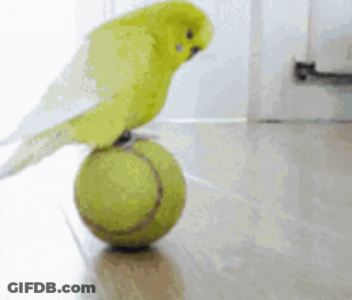 A Yellow Bird Is Balancing On A Tennis Ball On The Floor GIF