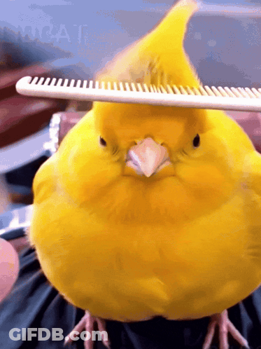 A Yellow Bird Is Being Combed By A Person GIF