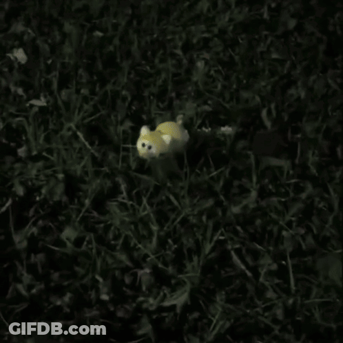 A Yellow Cat Is Laying In The Grass With The Words " But Next Time Lemonpy Won 'T Be So Lucky " GIF