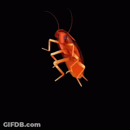 A Yellow Cockroach Is Flying In The Air On A Black Background GIF