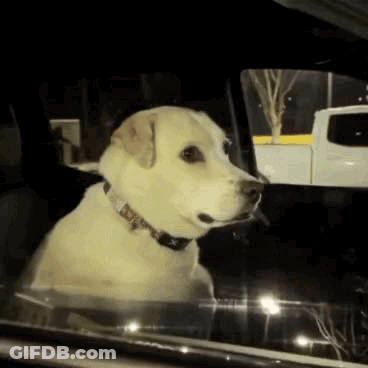 A Yellow Dog Is Sitting In The Back Seat Of A Car Looking Out The Window . GIF