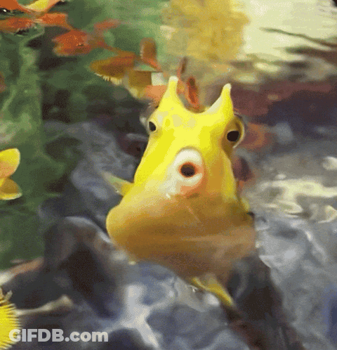 A Yellow Fish With A Large Eye Is Swimming In A Pond GIF