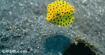 A Yellow Fish With Black Spots Is Swimming In The Water GIF