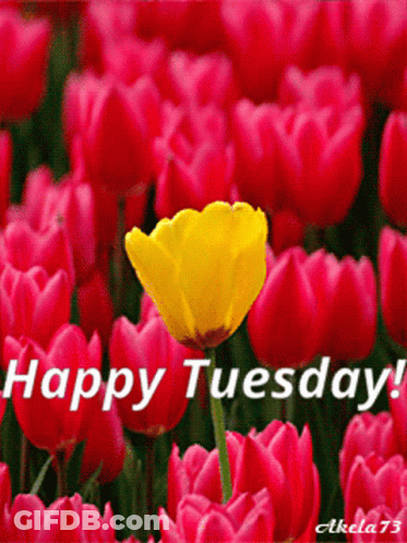 A Yellow Flower In A Field Of Pink Flowers With The Words Happy Tuesday Written Below It GIF
