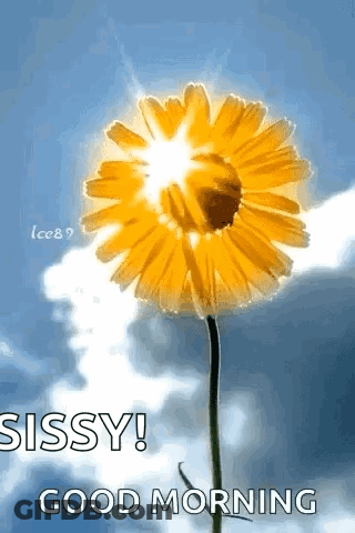 A Yellow Flower Is Against A Blue Sky With The Sun Shining Through The Petals . GIF