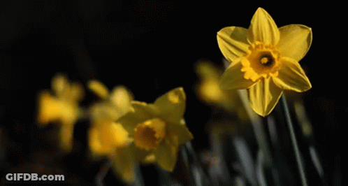 A Yellow Flower With A Black Background And A Yellow Center GIF