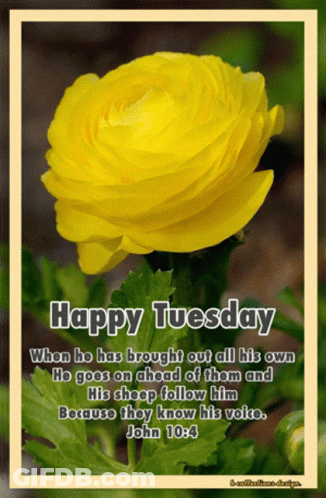A Yellow Flower With A Happy Tuesday Message GIF