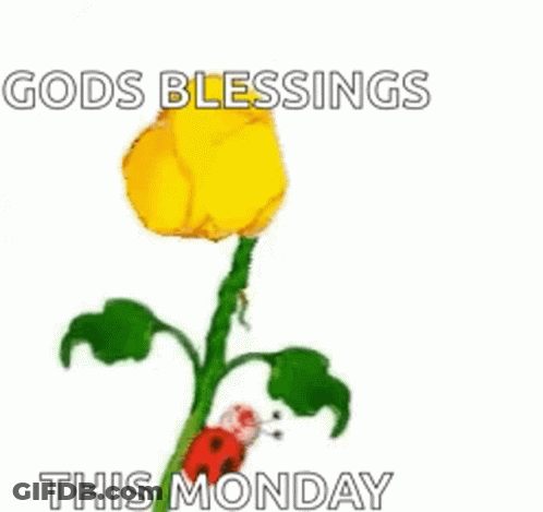 A Yellow Flower With A Ladybug On It And A Wish For A Sun-Filled Happy Day GIF