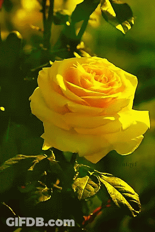 A Yellow Rose Is Surrounded By Green Leaves And Has The Name Aditya Written Below It GIF