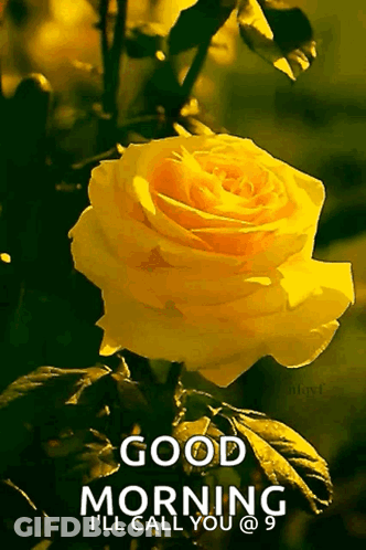 A Yellow Rose With The Words " Good Morning I 'Ll Call You " Below It GIF