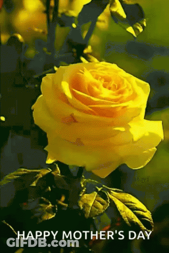 A Yellow Rose With The Words Happy Mother 'S Day Written Below It GIF