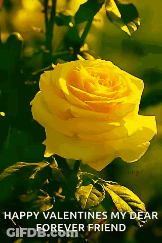 A Yellow Rose With The Words Happy Valentines My Dear Forever Friend Written Below It GIF