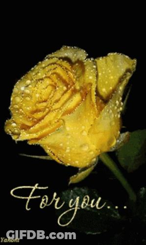 A Yellow Rose With Water Drops And The Words " For You " GIF