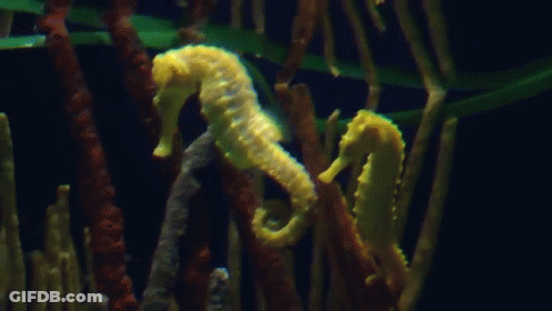 A Yellow Seahorse Is Swimming In A Tank With Other Seahorses GIF