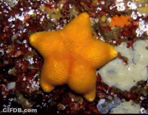A Yellow Starfish Is Surrounded By Sponges And Seaweed GIF