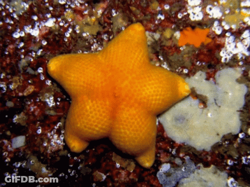 A Yellow Starfish Sits On A Rocky Surface GIF
