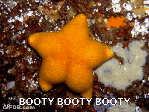 A Yellow Starfish With The Words Booty Booty Booty Written Below It GIF