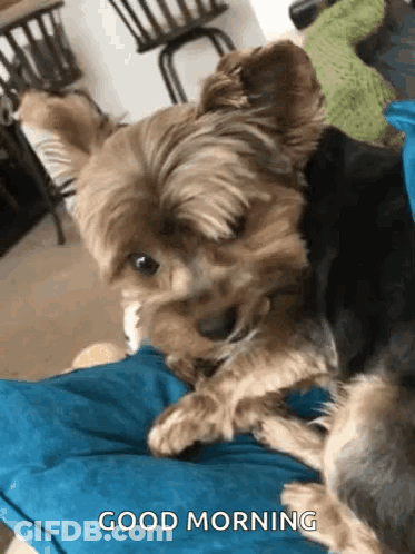A Yorkshire Terrier Is Laying On A Blue Pillow And Says Good Morning GIF