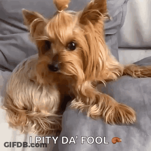 A Yorkshire Terrier Is Laying On A Couch With The Words I Pity Da Fool Below It GIF