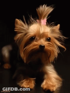 A Yorkshire Terrier With A Pink Bow On Its Head GIF