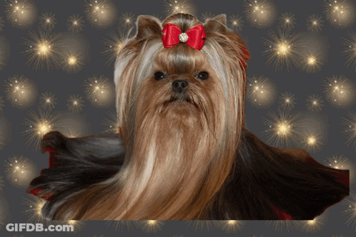 A Yorkshire Terrier With A Red Bow Is On A Happy New Year Greeting Card GIF