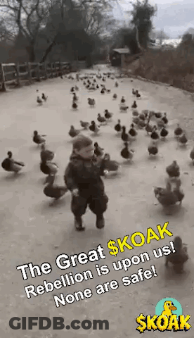 A Young Boy Is Running In Front Of A Flock Of Ducks . GIF