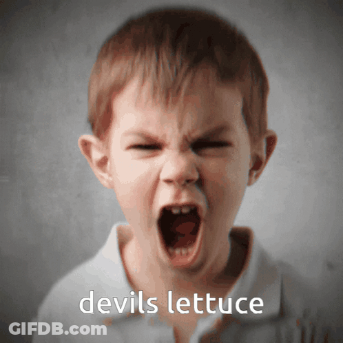 A Young Boy Is Screaming With The Words Devils Lettuce Written Below Him GIF