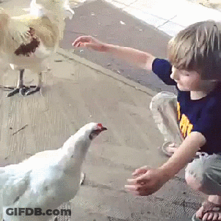 A Young Boy Reaches Out To Feed A White Chicken On A Porch GIF