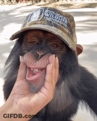 A Zoological Wildlife Foundation Hat Is On A Monkey GIF