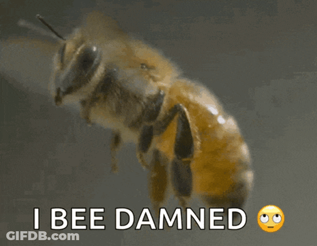 Abelha My Honest Reaction GIF