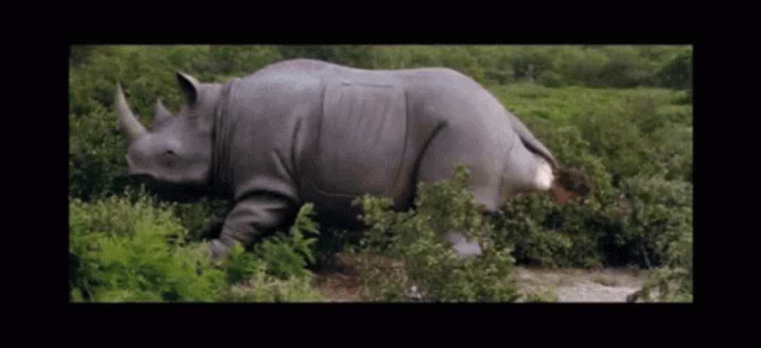 Ace Ventura Rhino Coming Out GIF