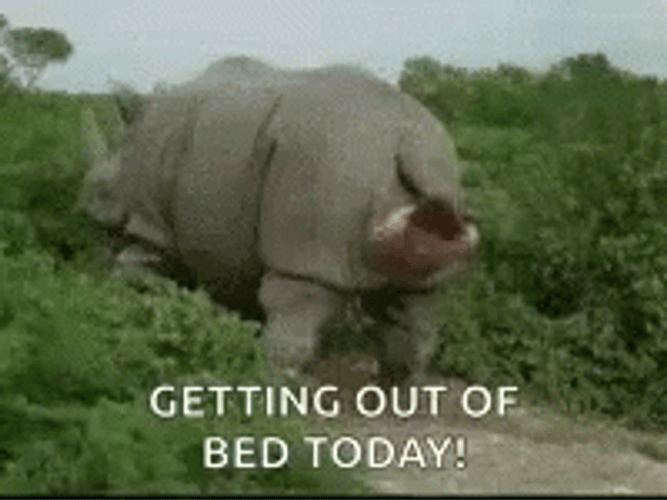 Ace Ventura Rhino Out Of Bed GIF
