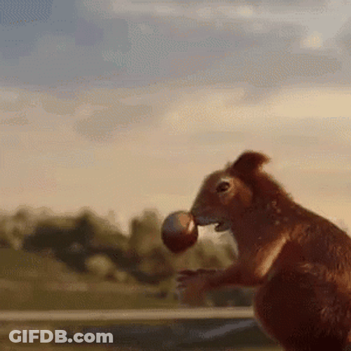Acorn Slipped Squirrel Catching It GIF