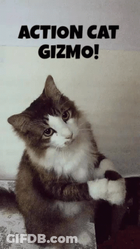 Action Cat Gizmo GIF