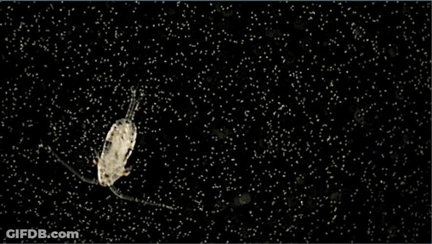 Actual Plankton In The Sea GIF