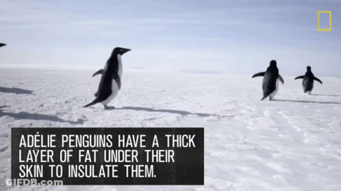 Adelie Penguins Have A Thick Later Of Fat To Insulate Them Continent7 GIF