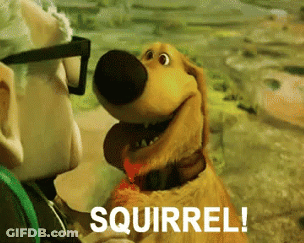 Adhd Doug Squirrel GIF