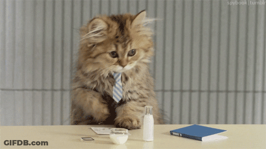 Administrative Professionals Day Cat Wearing Necktie GIF
